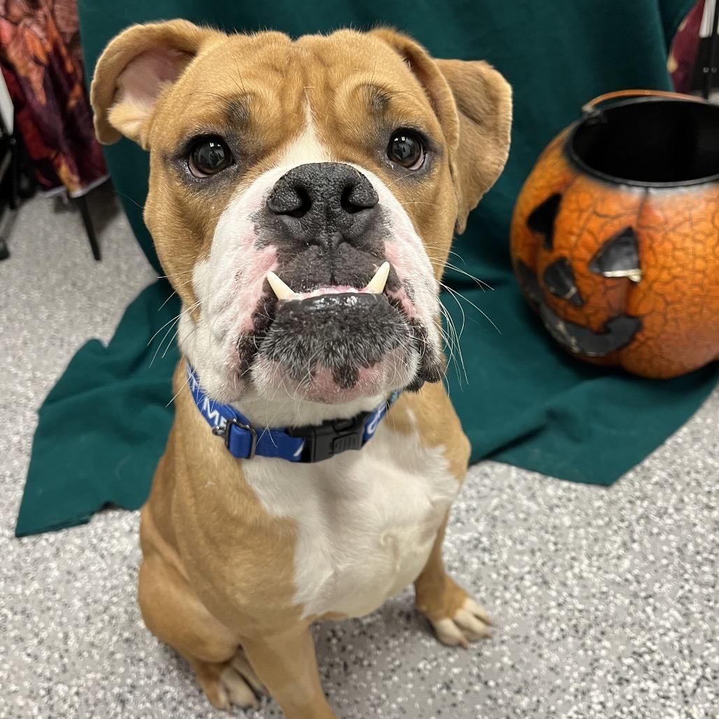 Deuce, a Adoptable mixed breed in Henderson, NV image 6/6