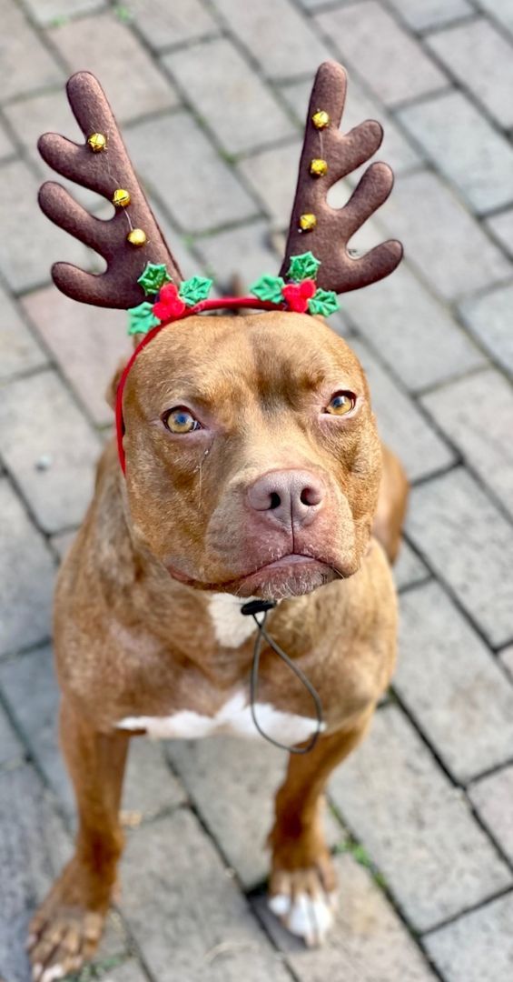 BAXTER, a Adoptable American Bully in Media, PA image 1/5