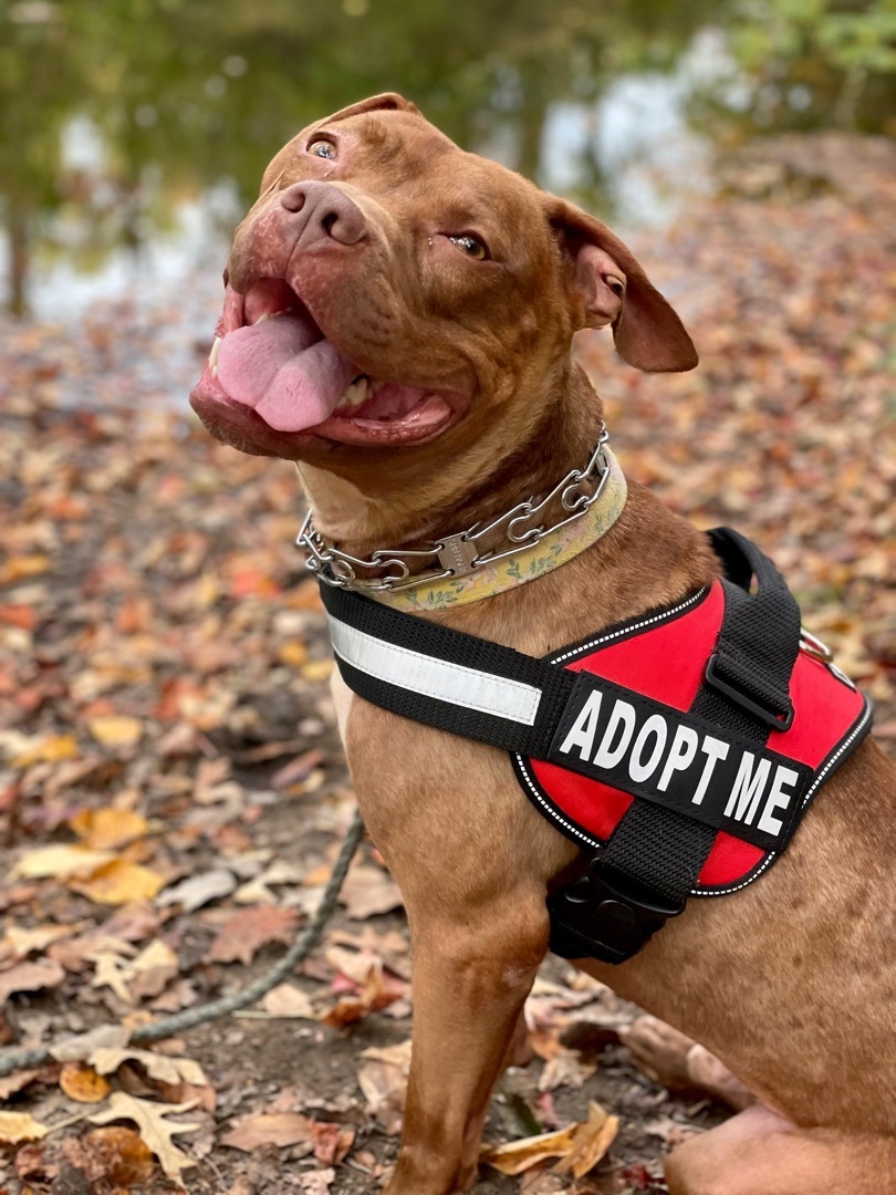 BAXTER, a Adoptable American Bully in Media, PA image 2/5