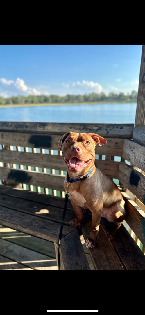 BAXTER, a Adoptable American Bully in Media, PA image 3/5