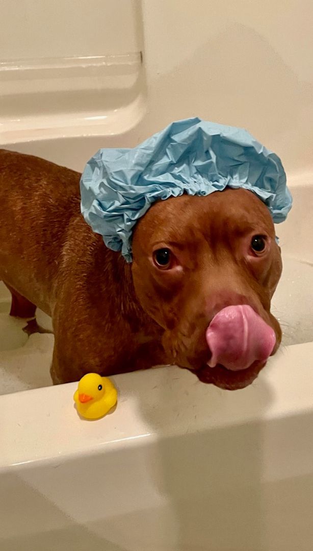 BAXTER, a Adoptable American Bully in Media, PA image 4/5