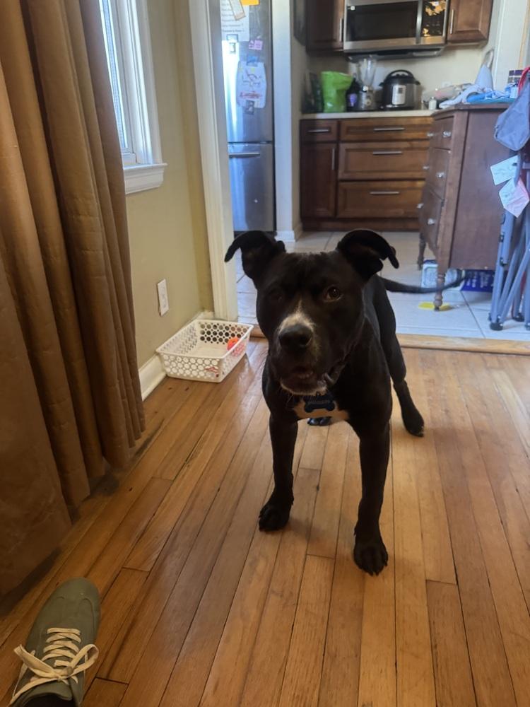 Snickers, Adoptable, Young Male Labrador Retriever & American Bulldog.