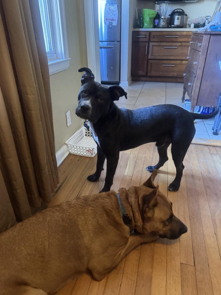 Enlarge Snickers, a Adoptable mixed breed in Milton, FL image 2/6