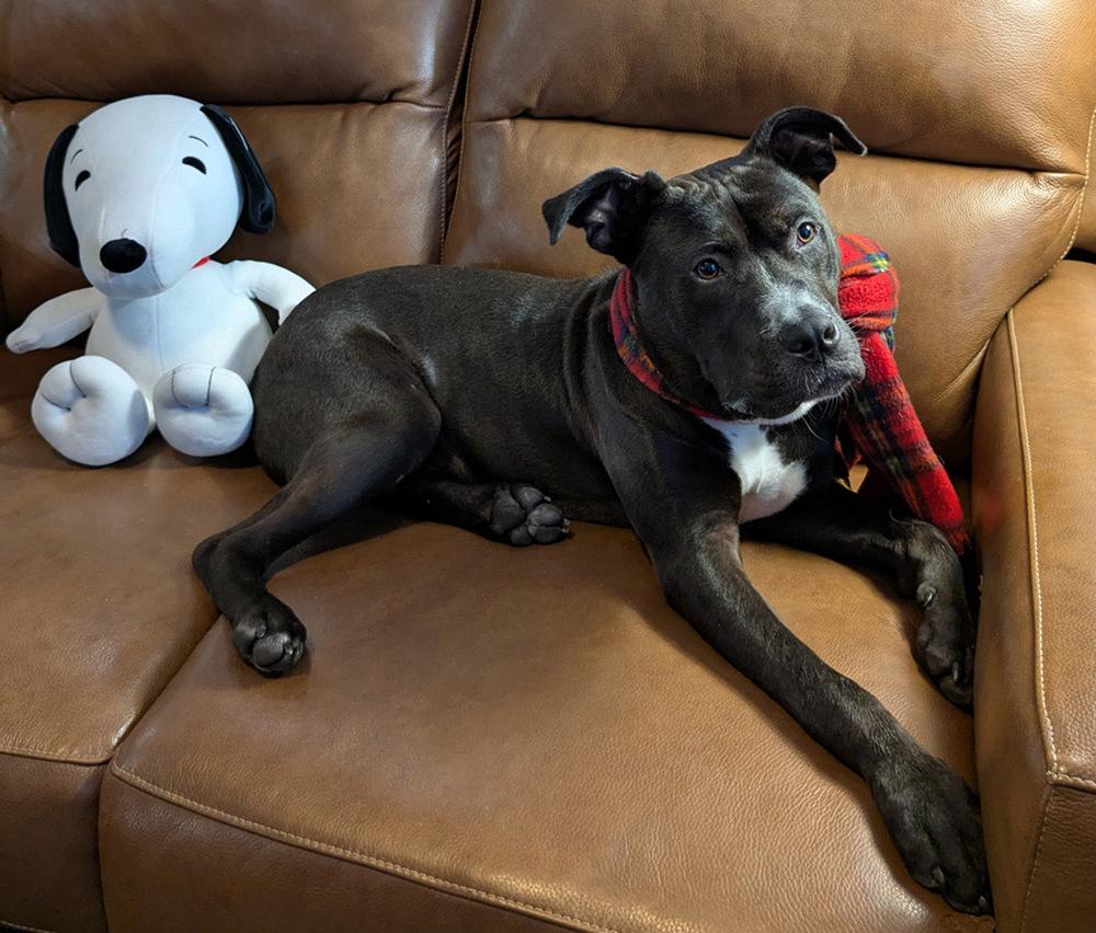 Enlarge Snickers, a Adoptable mixed breed in Milton, FL image 3/6