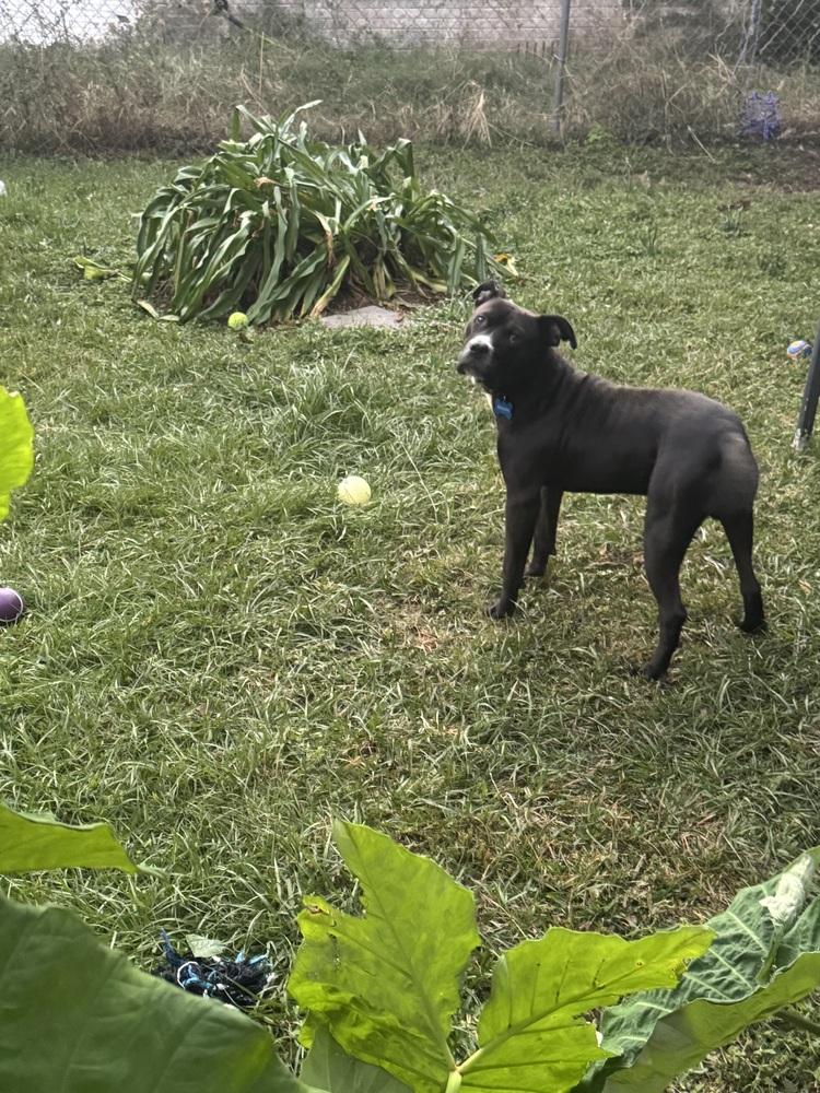 Enlarge Snickers, a Adoptable mixed breed in Milton, FL image 4/6