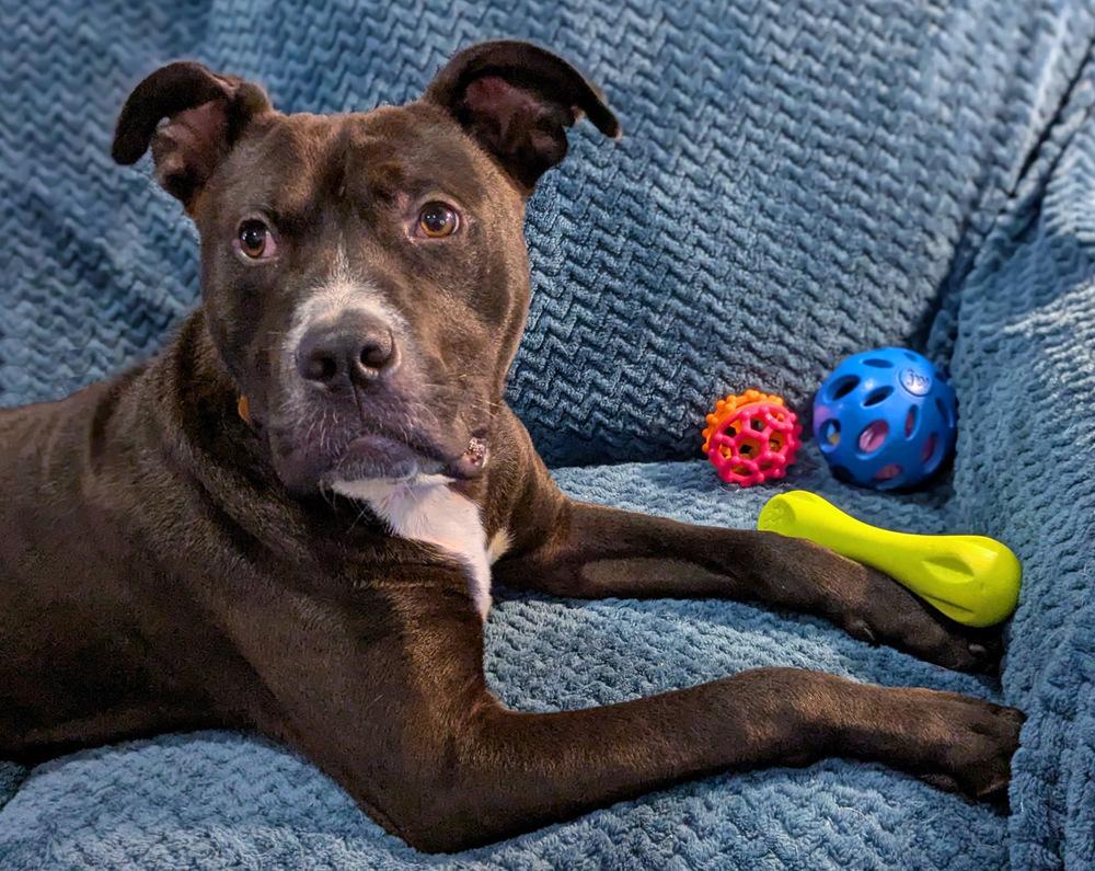 Enlarge Snickers, a Adoptable mixed breed in Milton, FL image 5/6