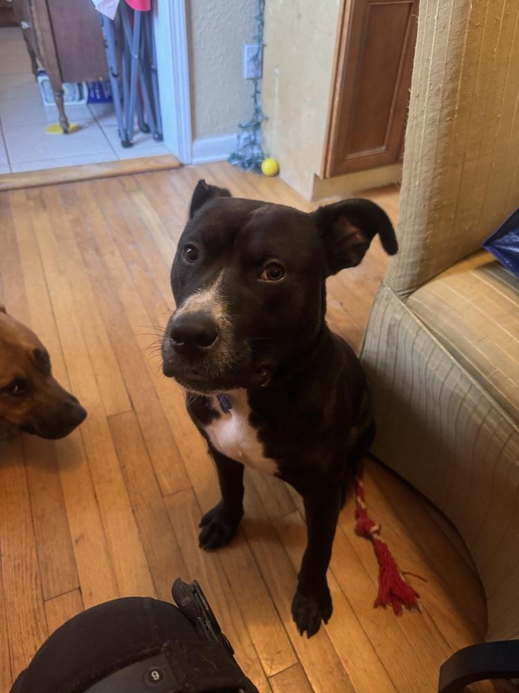 Enlarge Snickers, a Adoptable mixed breed in Milton, FL image 6/6