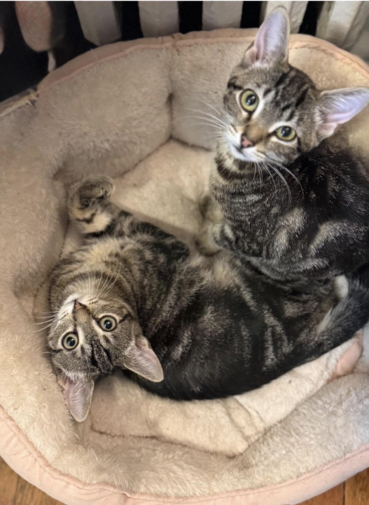 Enlarge Gemini, a ADOPTABLE Domestic Short Hair in Brooklyn, NY image 5/5