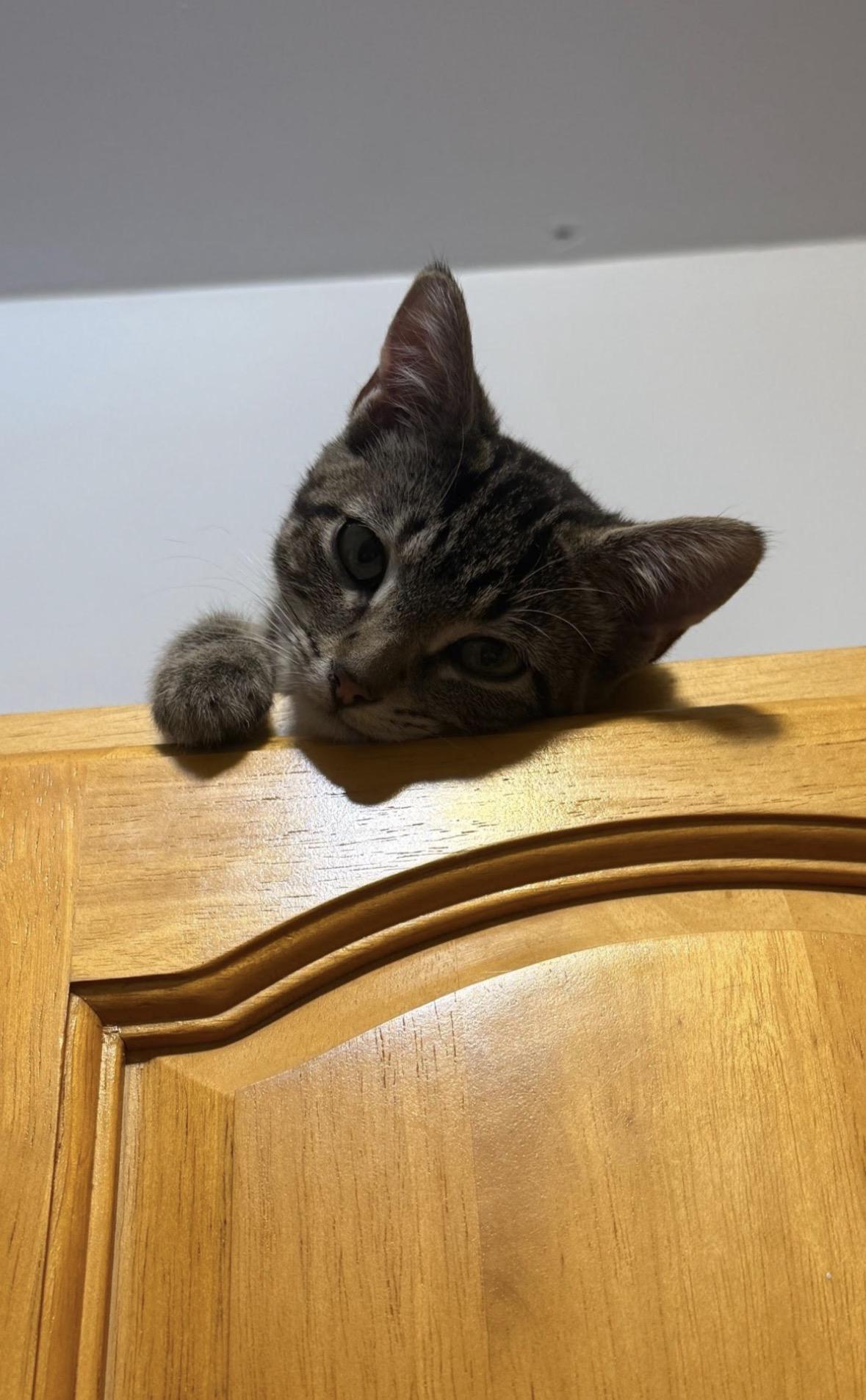 Enlarge Gemini, a ADOPTABLE Domestic Short Hair in Brooklyn, NY image 4/5