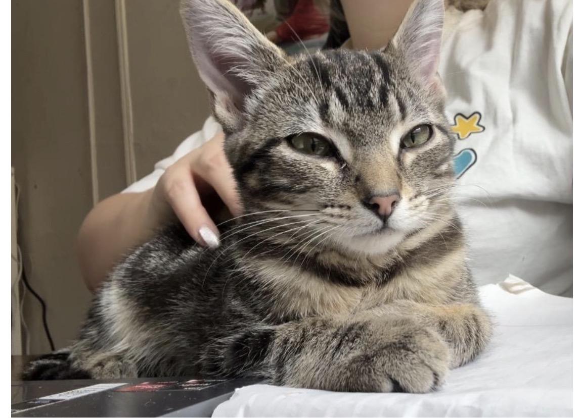 Enlarge Gemini, a ADOPTABLE Domestic Short Hair in Brooklyn, NY image 2/5