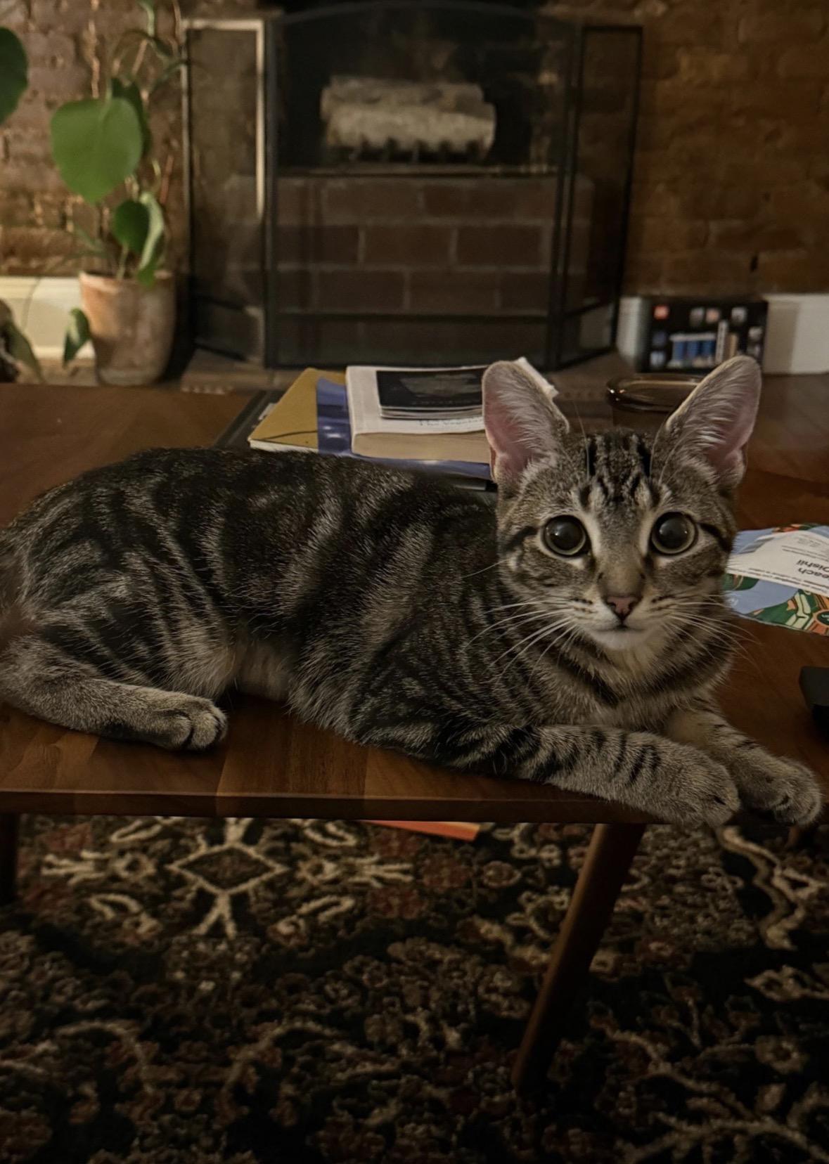 Enlarge Gemini, a ADOPTABLE Domestic Short Hair in Brooklyn, NY image 3/5