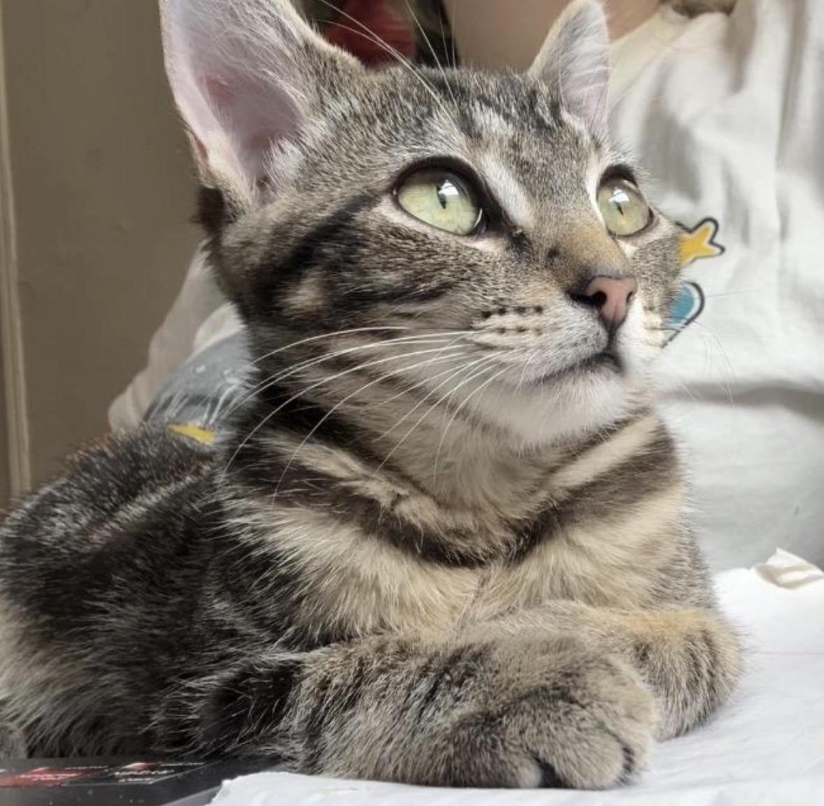 Enlarge Gemini, a ADOPTABLE Domestic Short Hair in Brooklyn, NY image 1/5