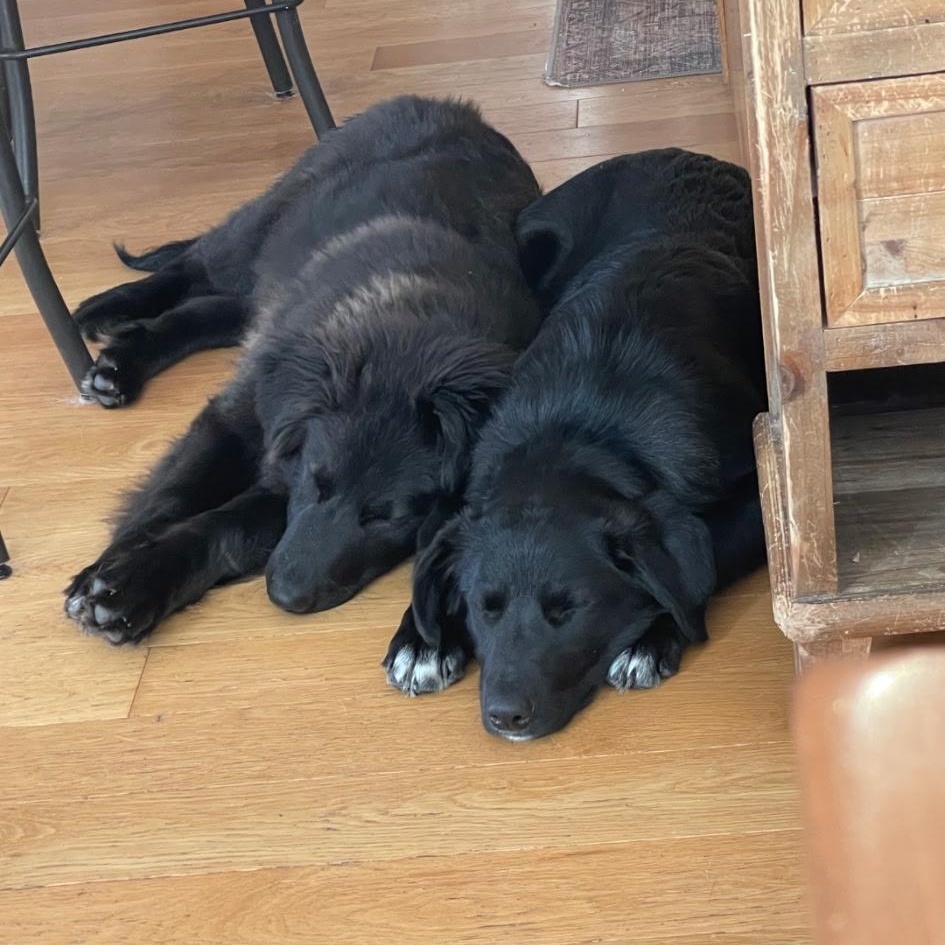 Enlarge Peanut, a ADOPTABLE mixed breed in Richmond Hill, ON image 2/5