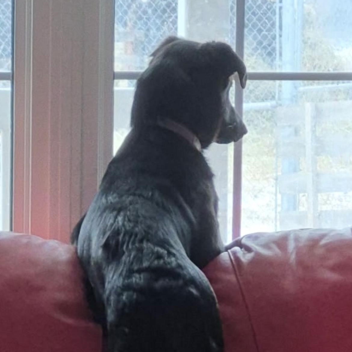 Enlarge Peanut, a ADOPTABLE mixed breed in Richmond Hill, ON image 5/5