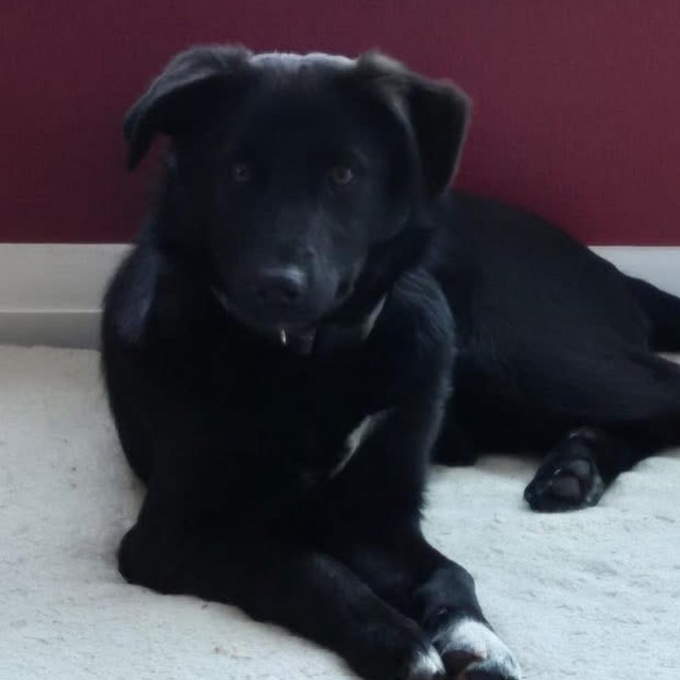 Enlarge Peanut, a ADOPTABLE mixed breed in Richmond Hill, ON image 4/5