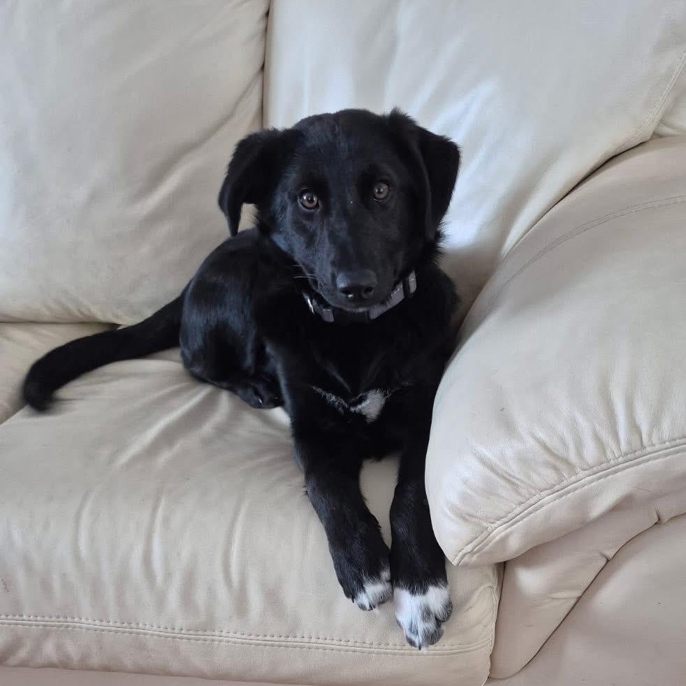 Peanut, ADOPTABLE, Puppy Female Black Labrador Retriever.