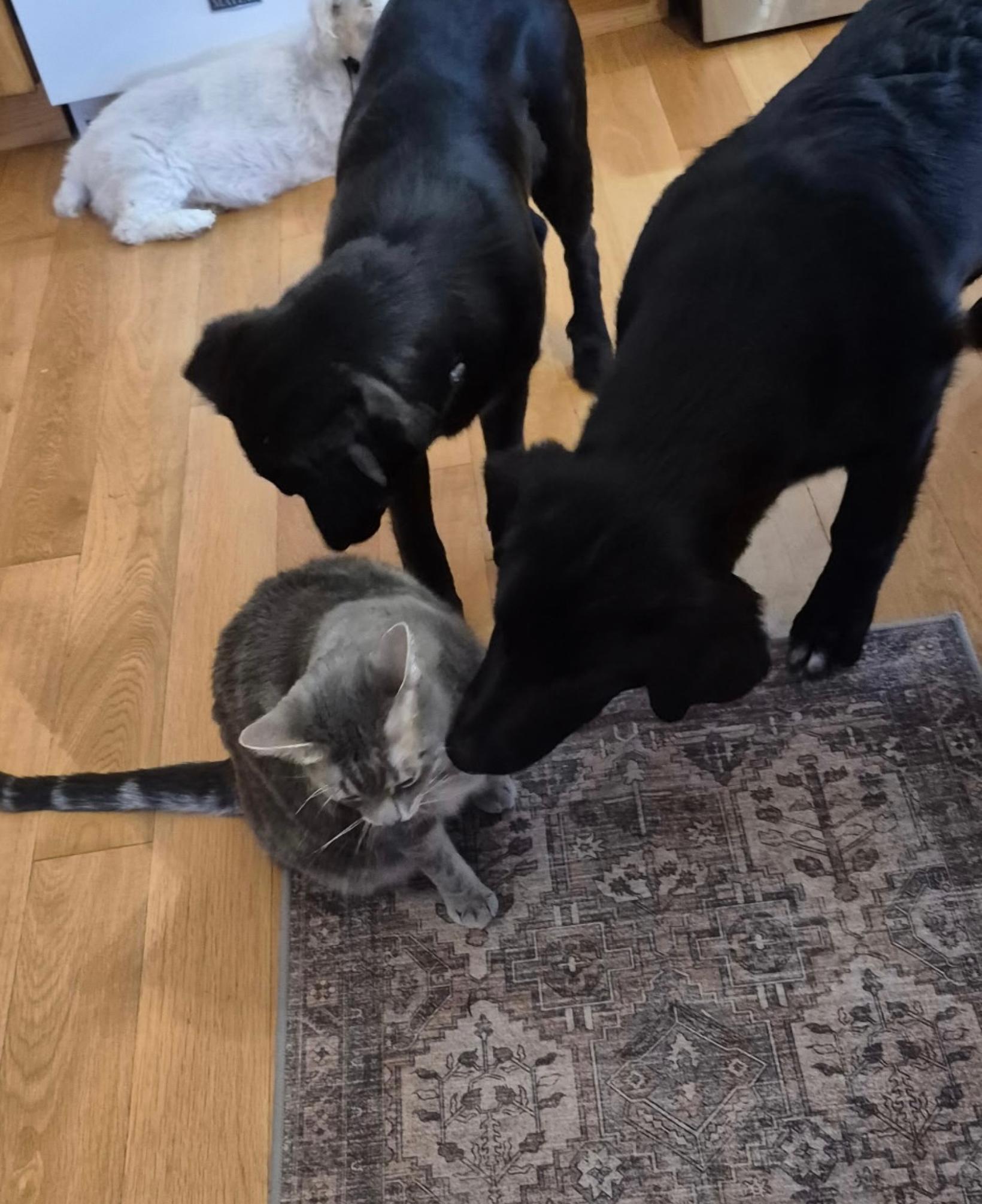 Enlarge Peanut, a ADOPTABLE mixed breed in Richmond Hill, ON image 3/5