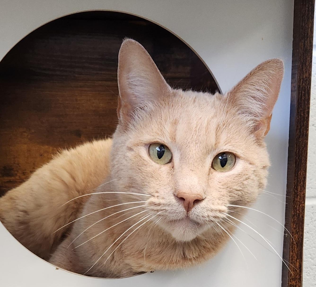 Enlarge Mr. Kitty Parker, a ADOPTABLE mixed breed in Siloam Springs, AR image 1/3