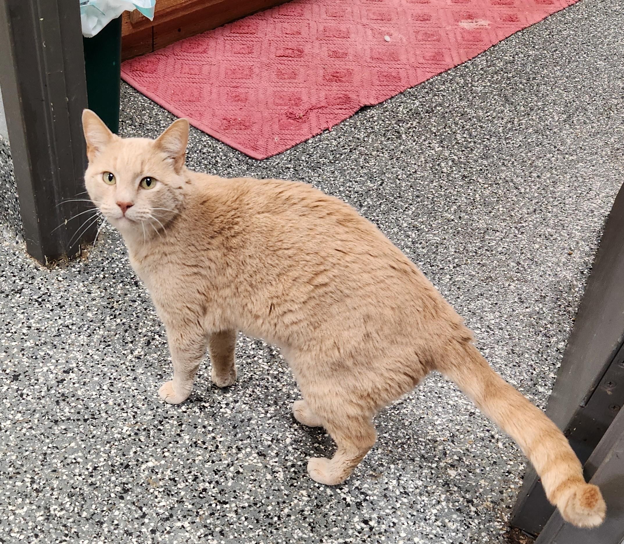Enlarge Mr. Kitty Parker, a ADOPTABLE mixed breed in Siloam Springs, AR image 2/3