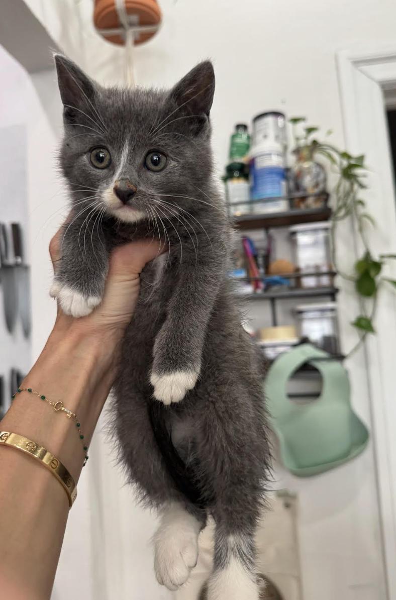 Enlarge Crete, an adopted Domestic Short Hair in New York, NY image 3/3