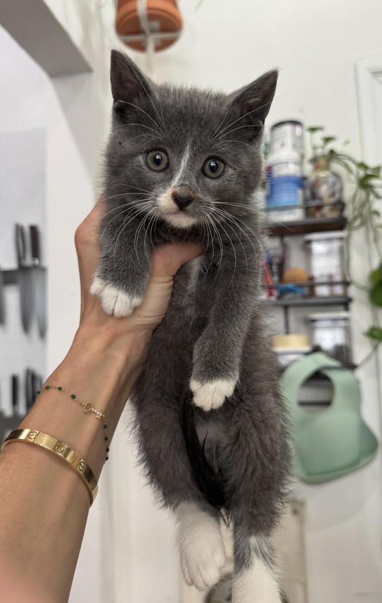 Enlarge Crete, an adopted Domestic Short Hair in New York, NY image 2/3