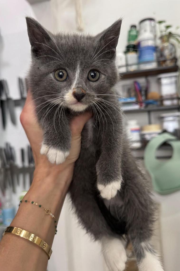 Crete, adopted, Kitten Female Domestic Short Hair.