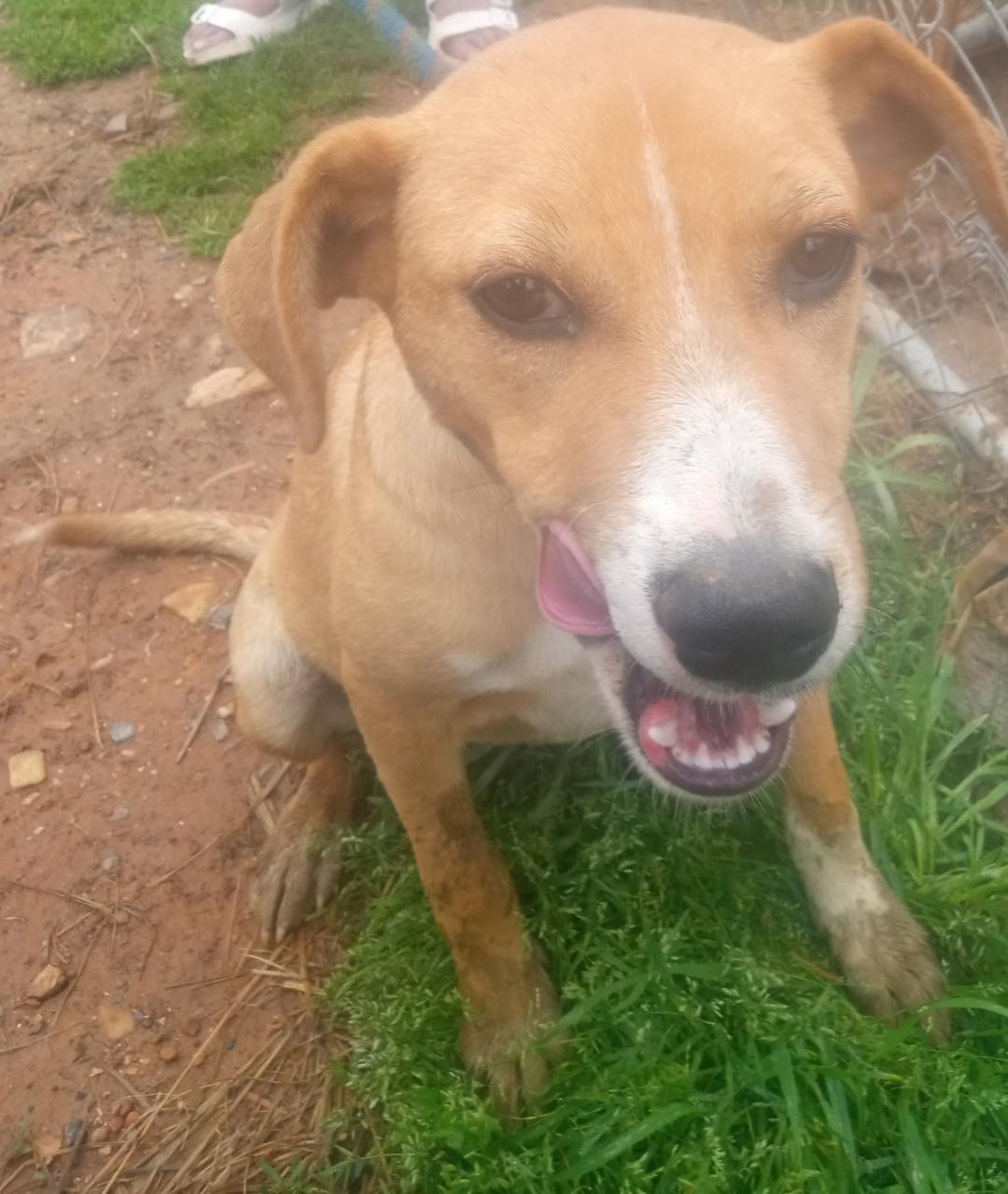 Luna2, Adoptable, Young Female Labrador Retriever & Beagle.