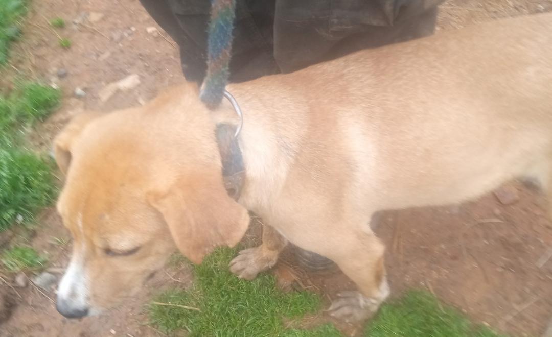 Luna2, Adoptable, Young Female Labrador Retriever & Beagle.