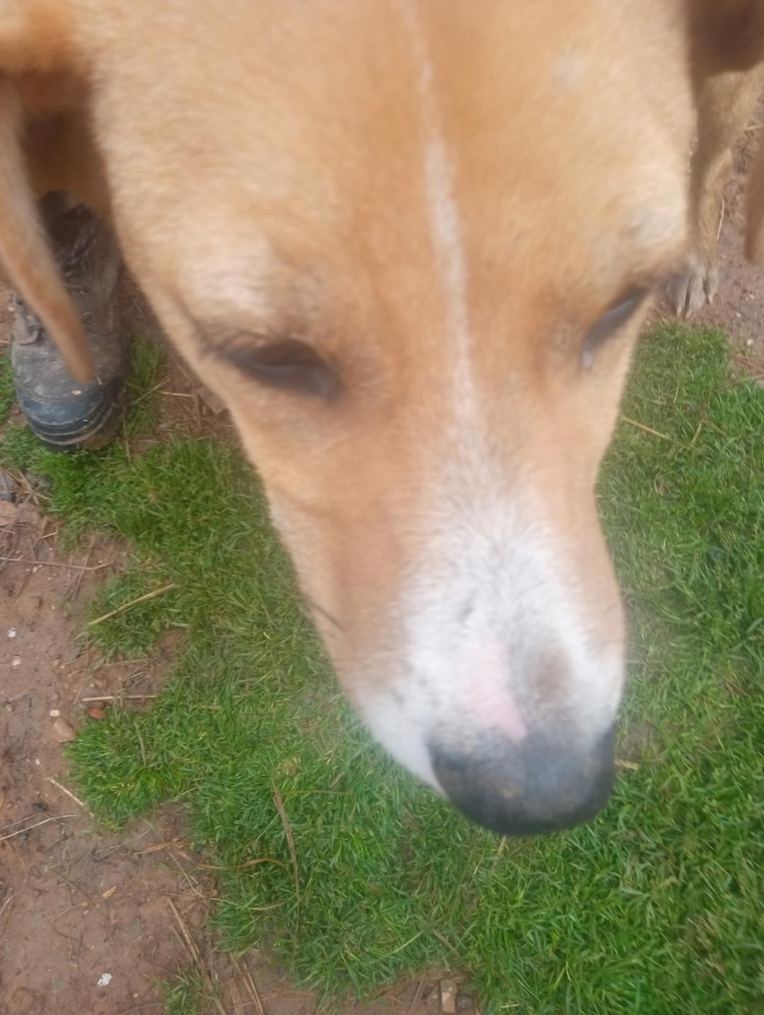 Enlarge Luna2, a Adoptable mixed breed in Mena, AR image 3/3