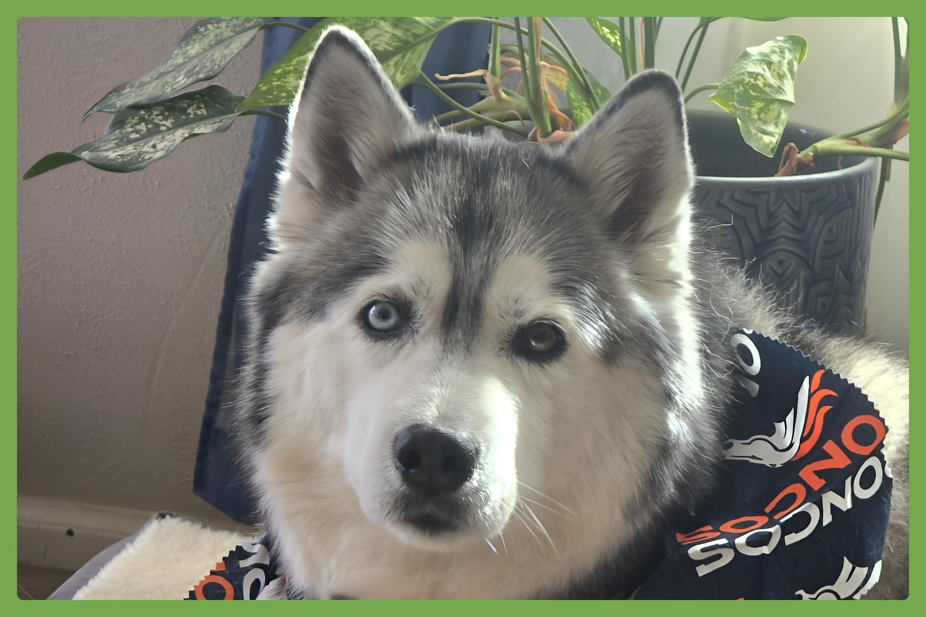 Dakota — thumbnail 3