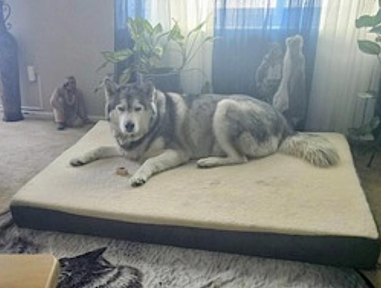 Dakota — thumbnail 4