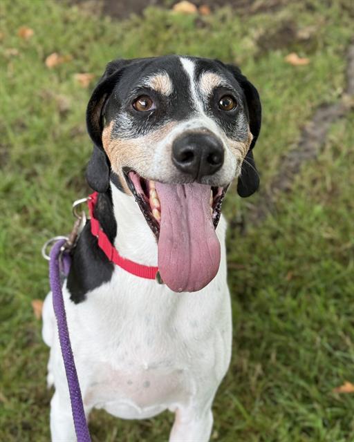 COOPER, Adoptable, Adult Male Foxhound.
