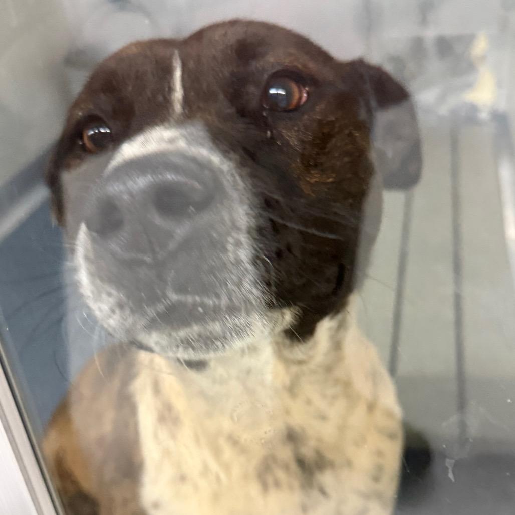 River, Adoptable, Adult Male Australian Cattle Dog / Blue Heeler & Mixed Breed.