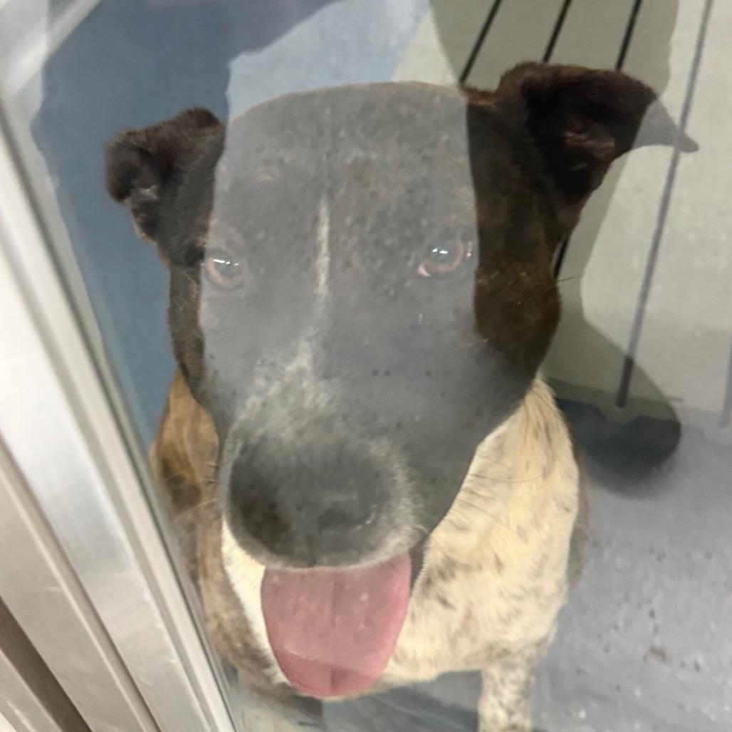 Enlarge River, a Adoptable mixed breed in Galax, VA image 3/6