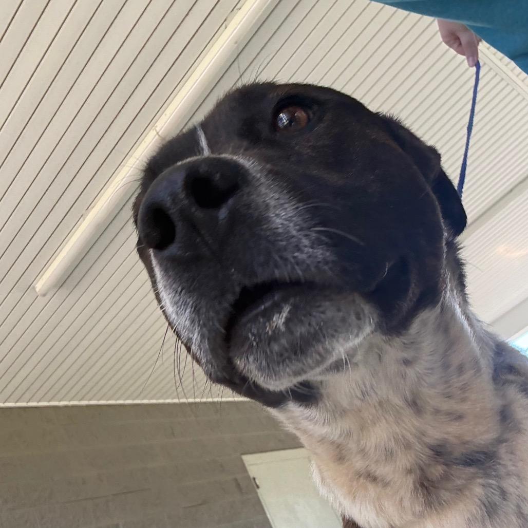 Enlarge River, a Adoptable mixed breed in Galax, VA image 6/6