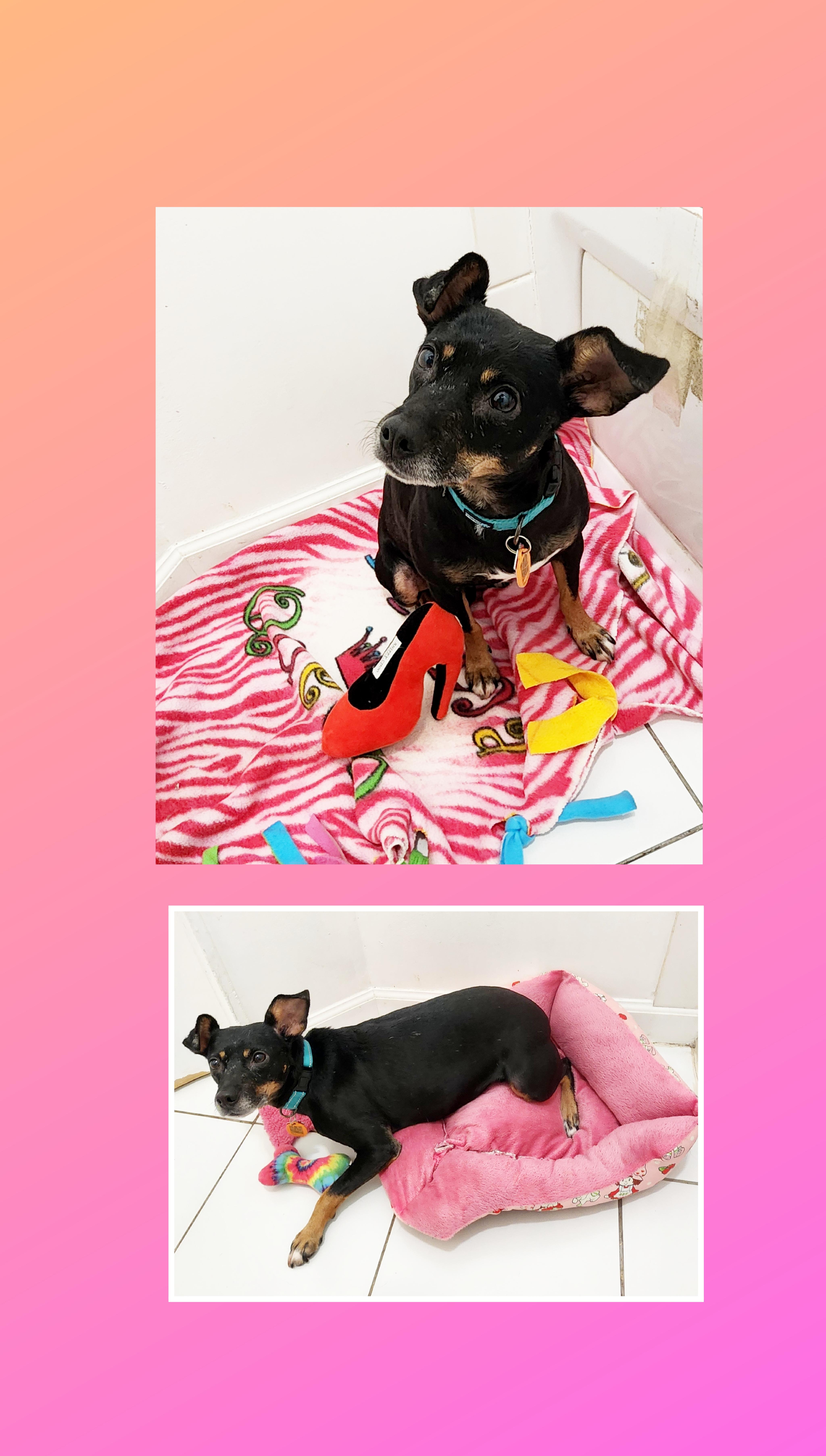 Enlarge Molly, a ADOPTABLE mixed breed in Lake Geneva, WI image 2/6