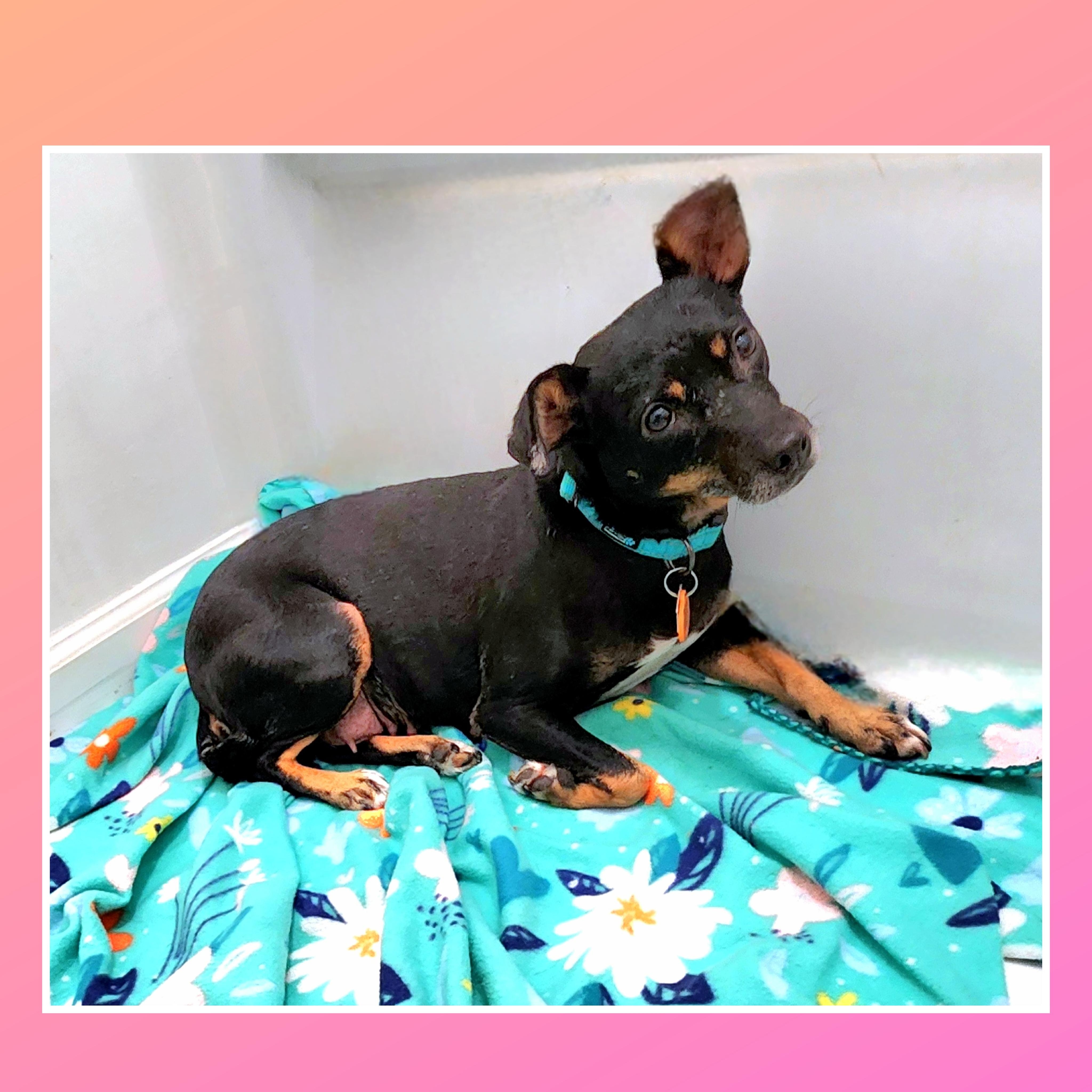 Enlarge Molly, a ADOPTABLE mixed breed in Lake Geneva, WI image 2/6