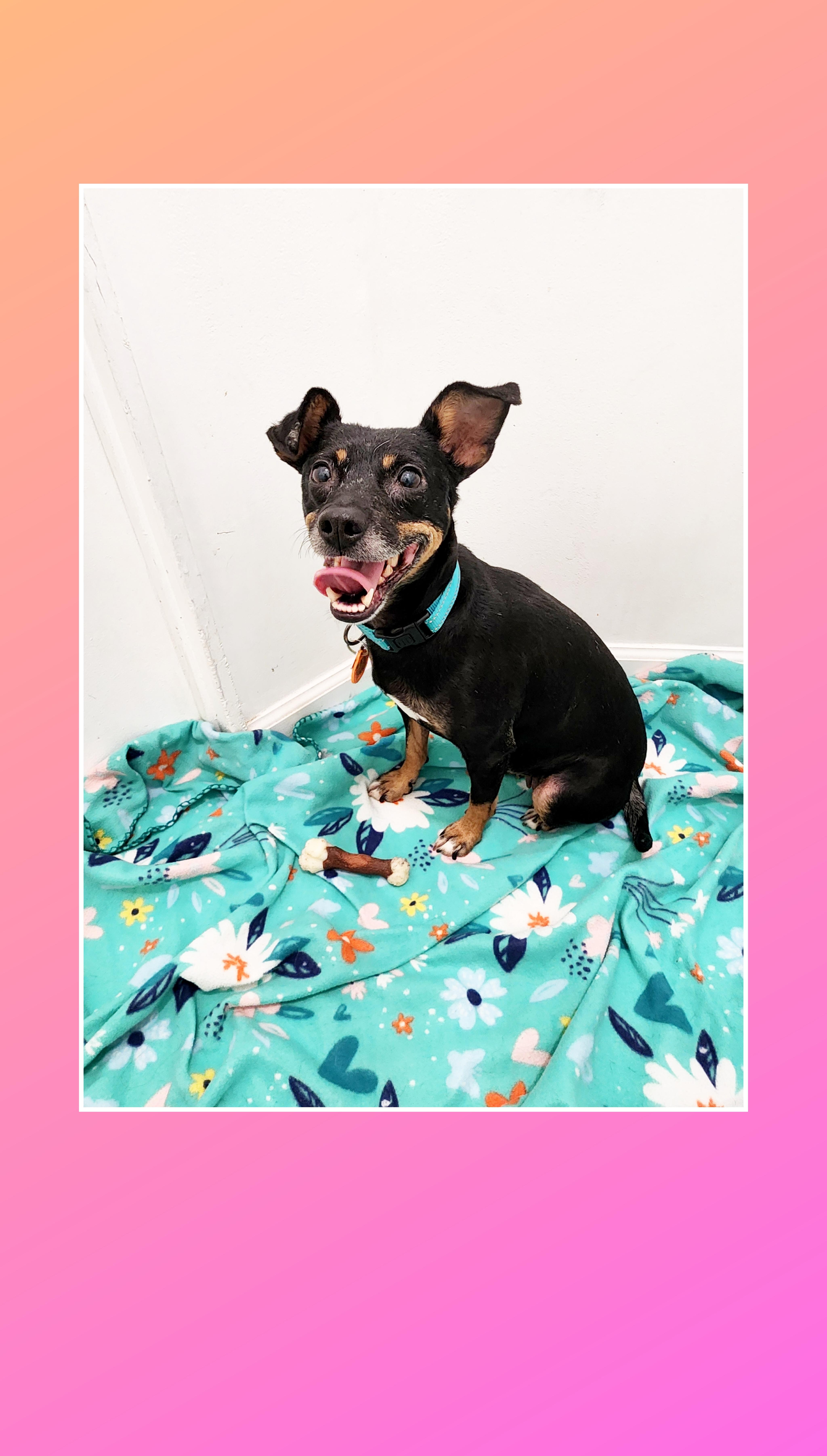 Molly, ADOPTABLE, Adult Female Miniature Pinscher & Mixed Breed.