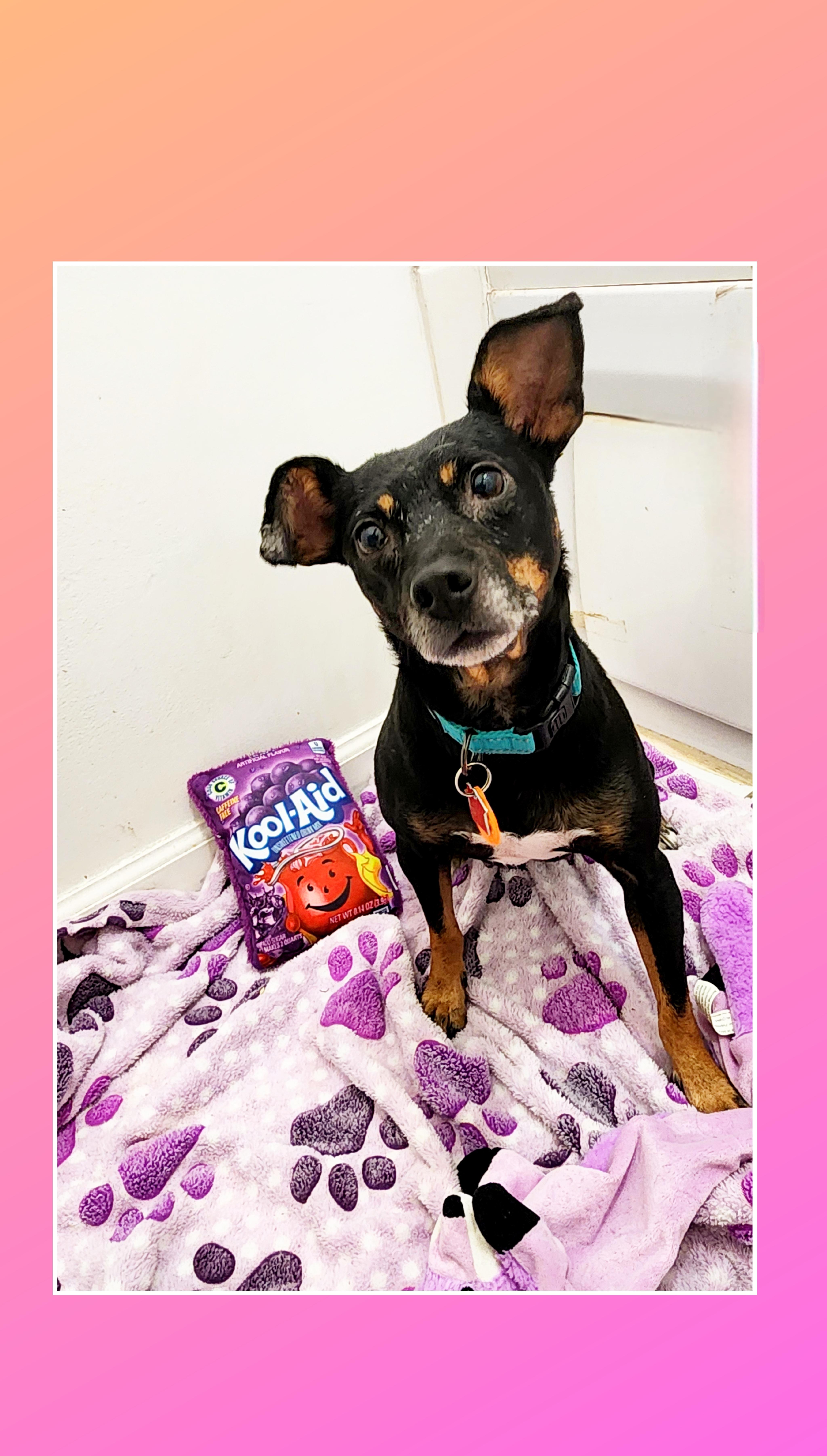 Enlarge Molly, a ADOPTABLE mixed breed in Lake Geneva, WI image 5/6