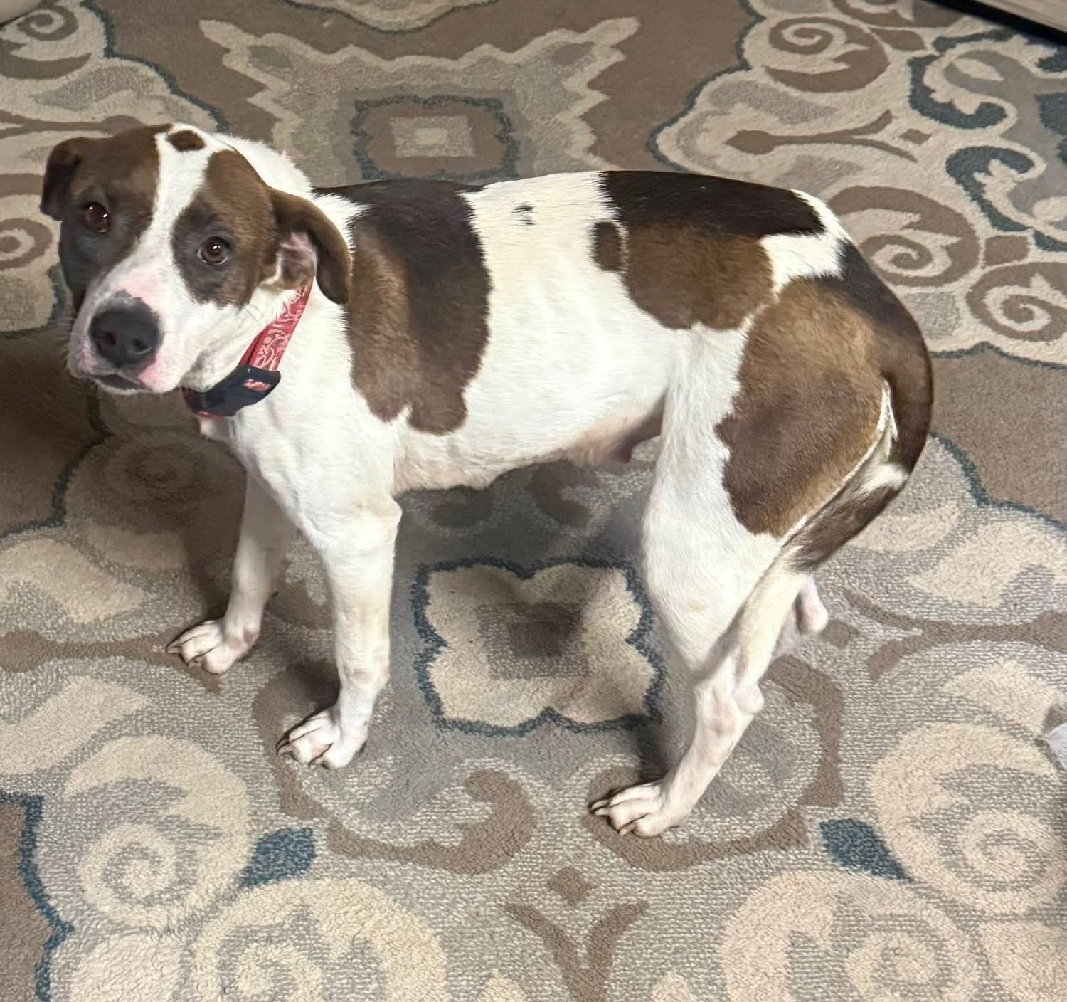 BAYLI - Sponsored Fee!!