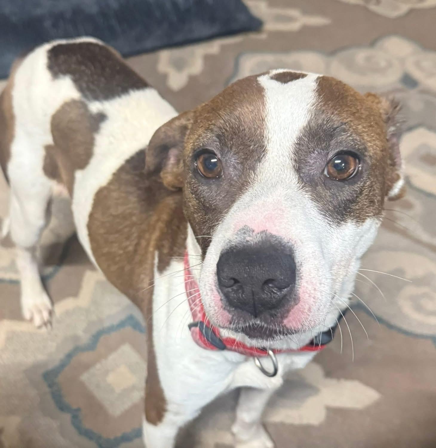 BAYLI - Sponsored Fee!!