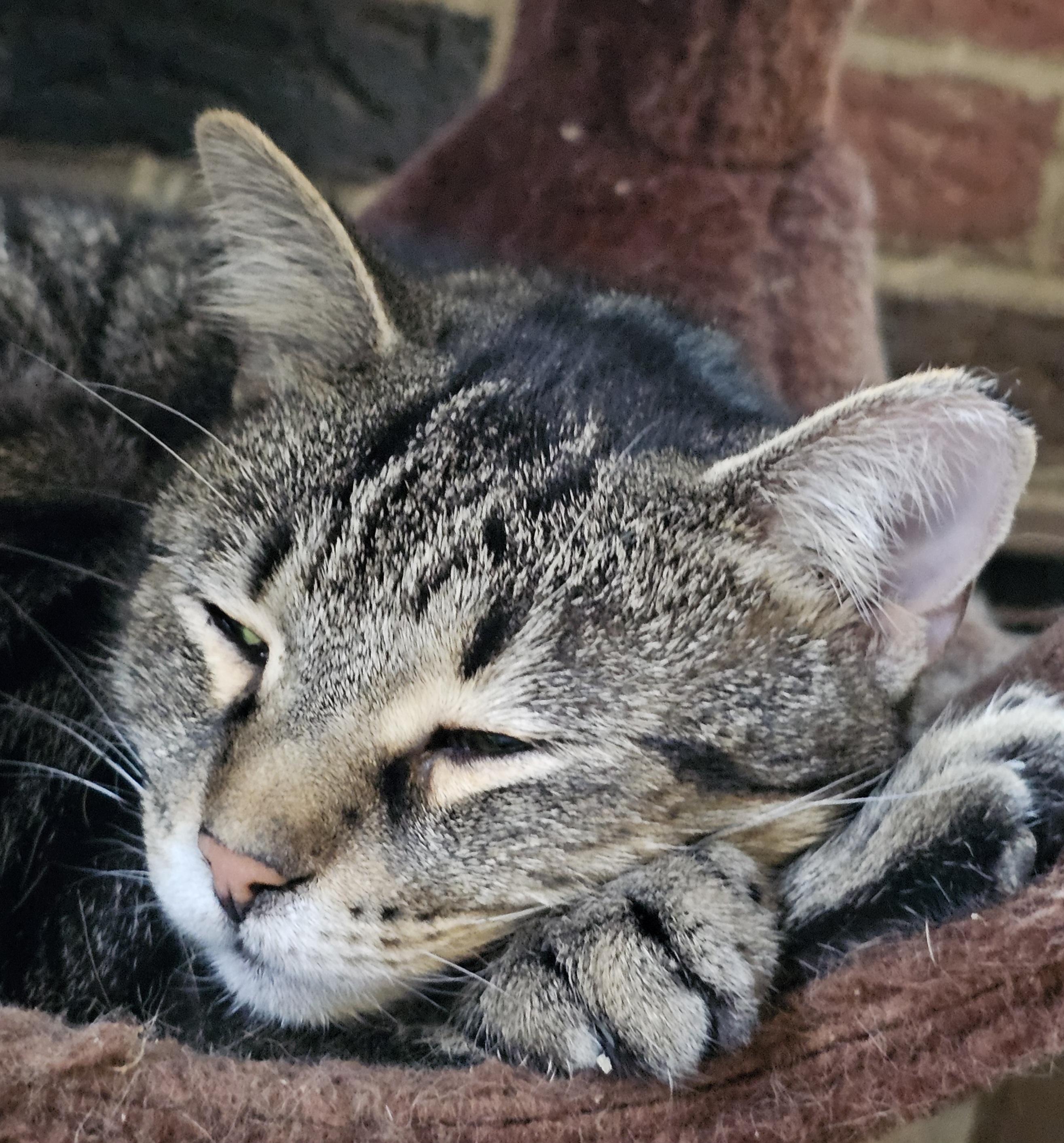 Waffles, Adoptable, Adult Male Domestic Short Hair.