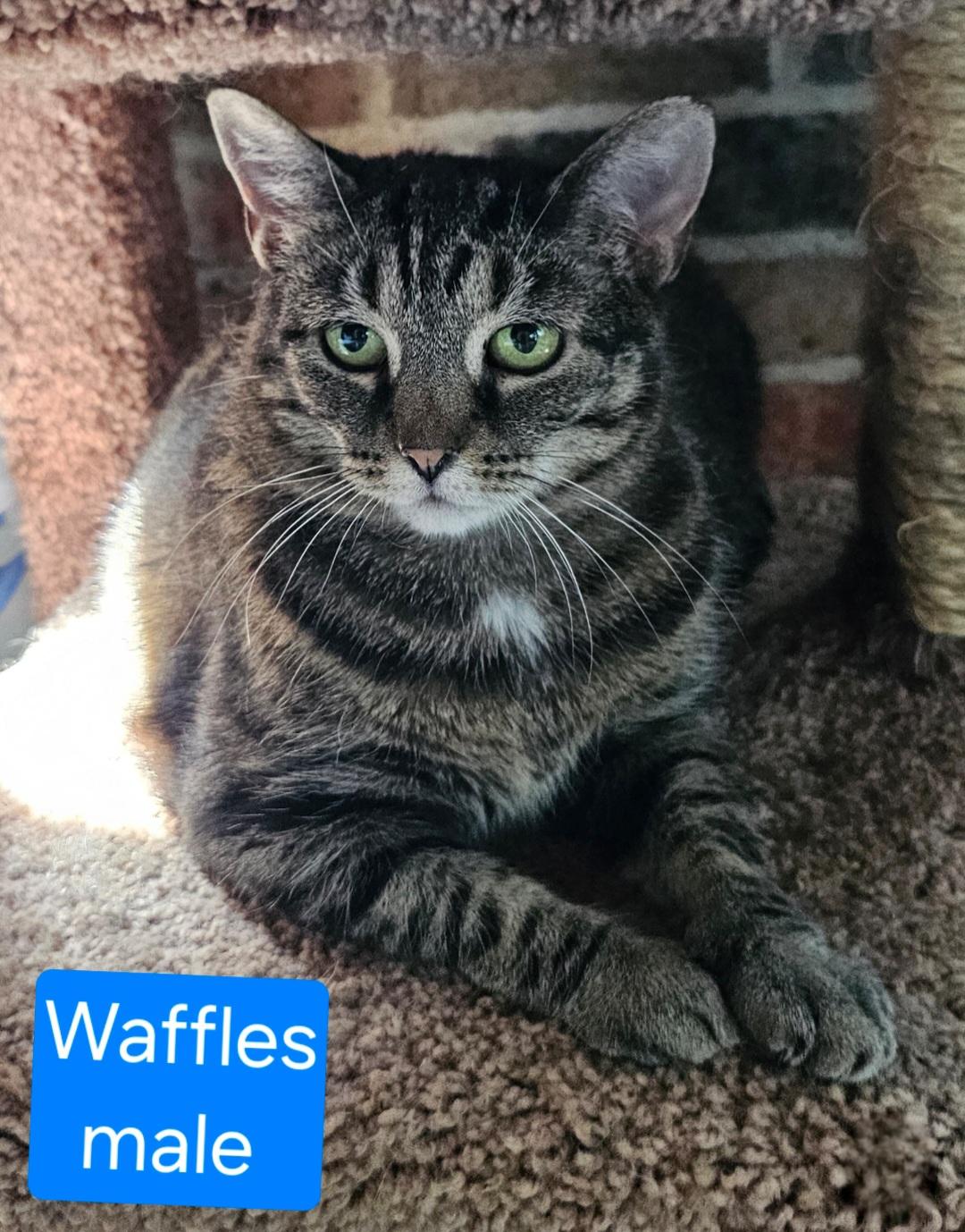Waffles