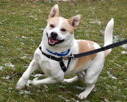 Chalupa, Adoptable, Adult Male Mixed Breed & Mixed Breed.