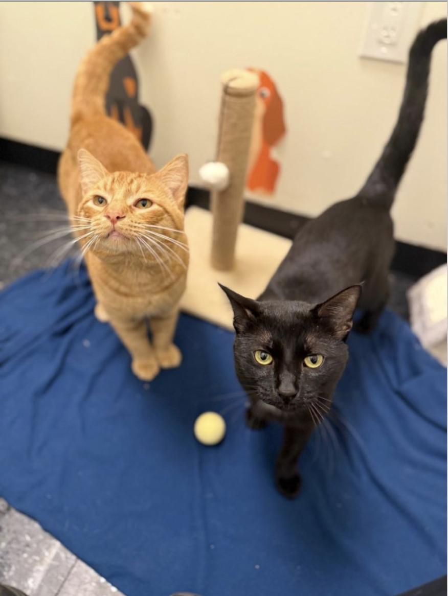 Gianni & Donatello, adopted, Adult Male Domestic Short Hair.