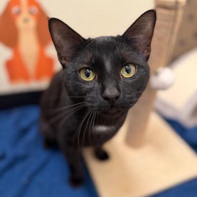 Enlarge Gianni & Donatello, an adopted Domestic Short Hair in Brooklyn, NY image 4/6