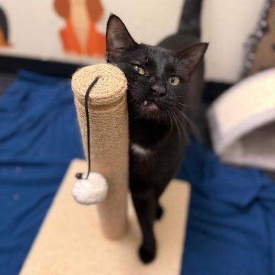 Enlarge Gianni & Donatello, an adopted Domestic Short Hair in Brooklyn, NY image 6/6