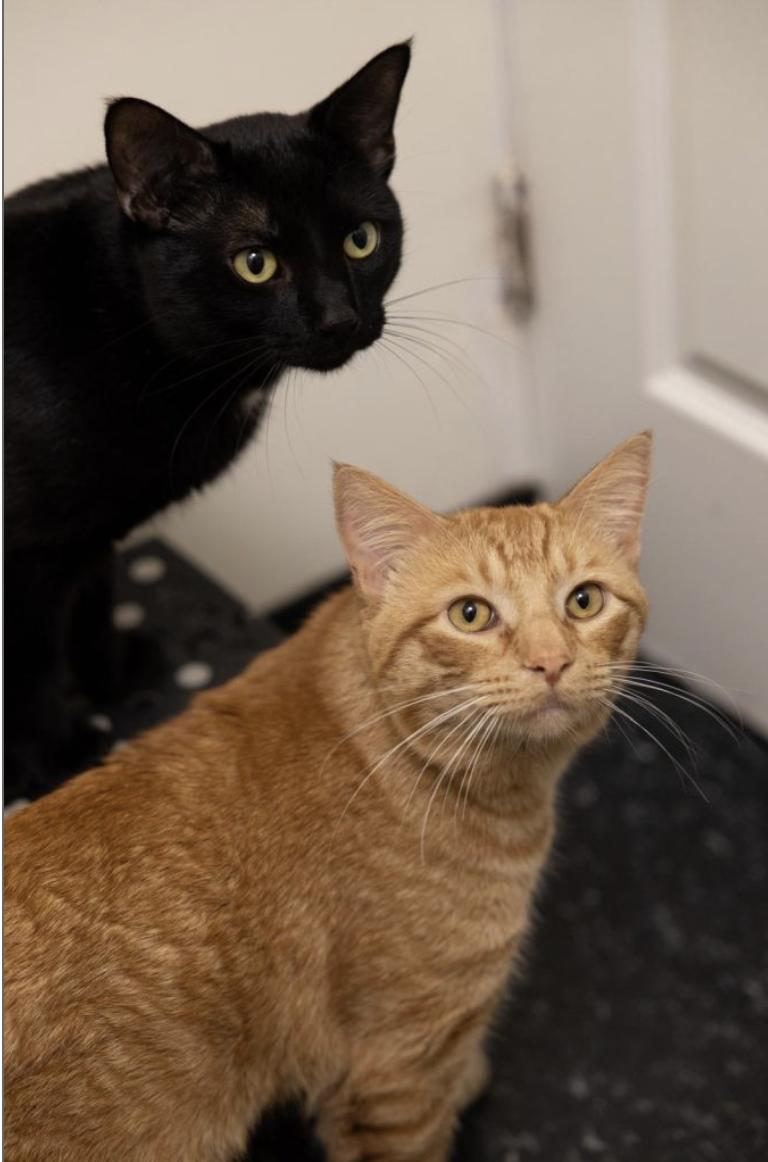 Enlarge Gianni & Donatello, an adopted Domestic Short Hair in Brooklyn, NY image 2/6