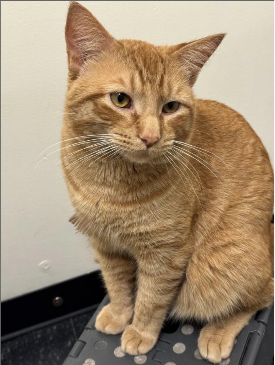 Enlarge Gianni & Donatello, an adopted Domestic Short Hair in Brooklyn, NY image 3/6