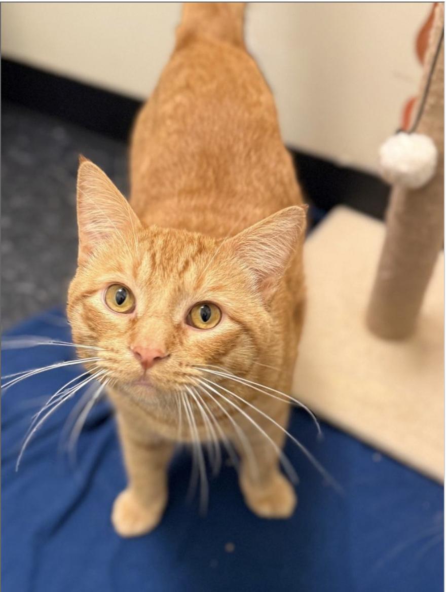 Enlarge Gianni & Donatello, an adopted Domestic Short Hair in Brooklyn, NY image 5/6